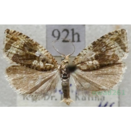 Celypha lacunana (Denis & Schiffermüller, 1775) Slovakia92h